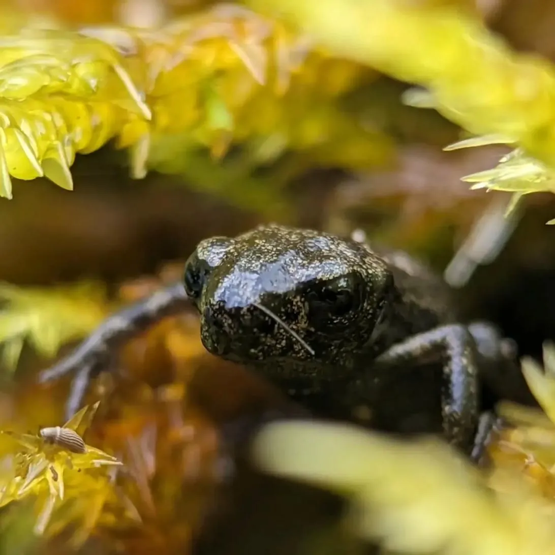 Salamander in the mossy stream